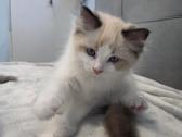 Kilmingi Ragdoll kačiukai - nuotraukos Nr. 9
