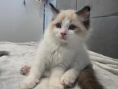 Kilmingi Ragdoll kačiukai - nuotraukos Nr. 10