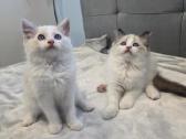 Kilmingi Ragdoll kačiukai - nuotraukos Nr. 11