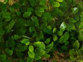 Akvariumo augalai „anubias“ - nuotraukos Nr. 2