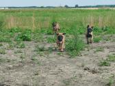 Parduodami belgų malinua šuniukai - nuotraukos Nr. 17