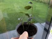 Mini augaliukai - nuotraukos Nr. 9