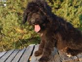 Bernedoodle 4men. - nuotraukos Nr. 5