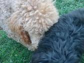 Bernedoodle 4men. - nuotraukos Nr. 6
