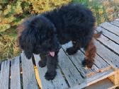 Bernedoodle 4men. - nuotraukos Nr. 3