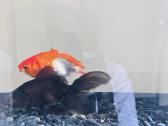 Akvariumas 45l ir dvi žuvytės - nuotraukos Nr. 3