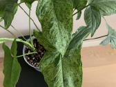 Syngonium Mottled Mojito. Tik atsiėmimas vietoje - nuotraukos Nr. 2