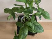 Syngonium Mottled Mojito. Tik atsiėmimas vietoje - nuotraukos Nr. 3