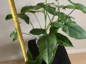 Syngonium Mottled Mojito. Tik atsiėmimas vietoje - nuotraukos Nr. 4