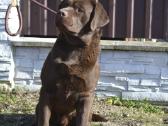 Labradoro retriveris - nuotraukos Nr. 4