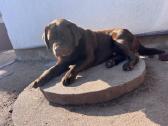 Labradoro retriveris - nuotraukos Nr. 5