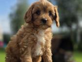 Cavapoo mazyliai - nuotraukos Nr. 6