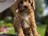 Cavapoo mazyliai - nuotraukos Nr. 7