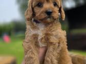 Cavapoo mazyliai - nuotraukos Nr. 8
