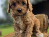 Cavapoo mazyliai - nuotraukos Nr. 9