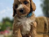 Cavapoo mazyliai - nuotraukos Nr. 10