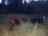 Parduodu Angus bulius - nuotraukos Nr. 2