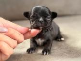 Ekskliuzyvinis mini mini berniukas su dok. - nuotraukos Nr. 2
