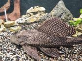 Panoraminis akvariumas 180l - nuotraukos Nr. 3