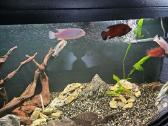 Panoraminis akvariumas 180l - nuotraukos Nr. 4