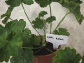Veislinės pelargonijos, jaronimas ir dracena - nuotraukos Nr. 2