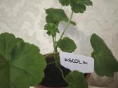 Veislinės pelargonijos, jaronimas ir dracena - nuotraukos Nr. 3