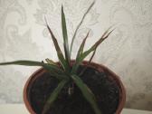 Veislinės pelargonijos, jaronimas ir dracena - nuotraukos Nr. 4