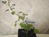 Veislinės pelargonijos, jaronimas ir dracena - nuotraukos Nr. 5