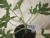 Veislinės pelargonijos, jaronimas ir dracena - nuotraukos Nr. 6