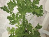 Veislinės pelargonijos, jaronimas ir dracena - nuotraukos Nr. 7