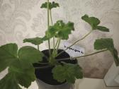 Veislinės pelargonijos, jaronimas ir dracena - nuotraukos Nr. 8