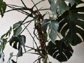 Monstera su vazonu ir atrama - nuotraukos Nr. 2
