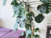 Monstera su vazonu ir atrama - nuotraukos Nr. 3