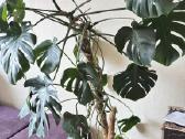 Monstera su vazonu ir atrama - nuotraukos Nr. 4