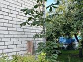 Parduodamas medis Kaštonas - nuotraukos Nr. 5