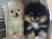 Pomeranijos špicų mergaites - nuotraukos Nr. 4