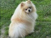 Pomeranijos špicų mergaites - nuotraukos Nr. 6