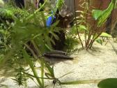 Akvariumas 40-30-30 - nuotraukos Nr. 2