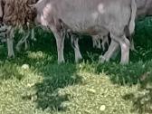 Du avinai ramūs, tvirti draugiški - nuotraukos Nr. 4