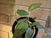 Monsteros, filodendrai, zz, žilė, juka, alocasia - nuotraukos Nr. 2