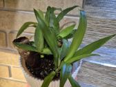 Monsteros, filodendrai, zz, žilė, juka, alocasia - nuotraukos Nr. 3