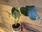 Monsteros, filodendrai, zz, žilė, juka, alocasia - nuotraukos Nr. 4