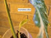 Monsteros, filodendrai, zz, žilė, juka, alocasia - nuotraukos Nr. 5
