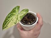 Monsteros, filodendrai, zz, žilė, juka, alocasia - nuotraukos Nr. 7