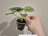 Monsteros, filodendrai, zz, žilė, juka, alocasia - nuotraukos Nr. 8