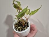 Monsteros, filodendrai, zz, žilė, juka, alocasia - nuotraukos Nr. 9