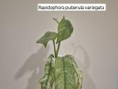 Monsteros, filodendrai, zz, žilė, juka, alocasia - nuotraukos Nr. 10