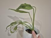 Monsteros, filodendrai, zz, žilė, juka, alocasia - nuotraukos Nr. 11