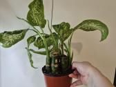 Monsteros, filodendrai, zz, žilė, juka, alocasia - nuotraukos Nr. 13