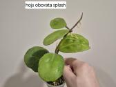 Monsteros, filodendrai, zz, žilė, juka, alocasia - nuotraukos Nr. 17